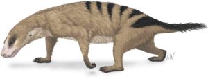 Thrinaxodon