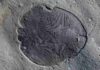 Mystery shrouding oldest animal fossils solved Scientists from The Australian National University have discovered the have discovered that 558 million-year-old Dickinsonia fossils do not reveal all of the features of the earliest known animals, which potentially had mouths and guts.