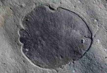 Mystery shrouding oldest animal fossils solved Scientists from The Australian National University have discovered the have discovered that 558 million-year-old Dickinsonia fossils do not reveal all of the features of the earliest known animals, which potentially had mouths and guts.