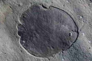 Scientists from The Australian National University have discovered the have discovered that 558 million-year-old Dickinsonia fossils do not reveal all of the features of the earliest known animals, which potentially had mouths and guts.