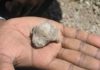 New findings shed light on origin of upright walking in human ancestors This is a fossil hominin talus from site GWM67 (2005) at the time of its discovery.
