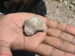 This is a fossil hominin talus from site GWM67 (2005) at the time of its discovery.