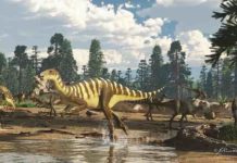 New wallaby-sized dinosaur from the ancient Australian-Antarctic rift valley Galleonosaurus dorisae