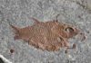 Paleontology: Diversification after mass extinction Fossil Fish E. diskosomus.
