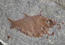 Paleontology: Diversification after mass extinction Fossil Fish E. diskosomus.