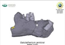 Side view of the lower jaw of Galulatherium jenkinsi, the most complete mammal yet know from the Cretaceous Period of the African continent, and named this week by researchers from Ohio University.