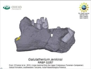 Side view of the lower jaw of Galulatherium jenkinsi, the most complete mammal yet know from the Cretaceous Period of the African continent, and named this week by researchers from Ohio University.