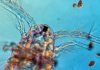 Small animals with big impact Copepods