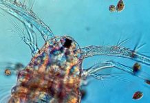 Small animals with big impact Copepods