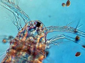 Copepods