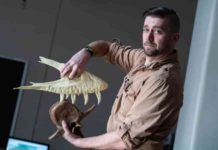 Teenage T. rex was already chomping on prey Joseph Peterson, a vertebrate paleontologist at the University of Wisconsin Oshkosh, demonstrates how a T. rex takes a bite.