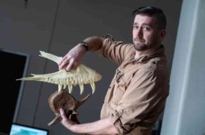 Joseph Peterson, a vertebrate paleontologist at the University of Wisconsin Oshkosh, demonstrates how a T. rex takes a bite.