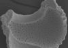The deep Southern Ocean is key to more intense ice ages Shells