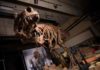 World’s Biggest Tyrannosaurus rex Tyrannosaurus rex