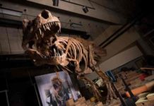 World’s Biggest Tyrannosaurus rex Tyrannosaurus rex