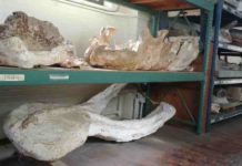 Ancient ‘Texas Serengeti’ had elephant-like animals Fossilized skull parts from ancient elephant relatives