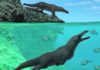 Ancient, four-legged whale with otter-like features found along the coast of Peru Peregocetus