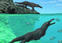 Ancient, four-legged whale with otter-like features found along the coast of Peru Peregocetus