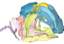 Coelacanth reveals new insights into skull evolution skull of the Coelacanth's foetus