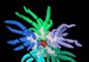 ‘Cthulhu’ fossil reconstruction reveals monstrous relative of modern sea cucumbers Sollasina cthulhu