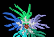 ‘Cthulhu’ fossil reconstruction reveals monstrous relative of modern sea cucumbers Sollasina cthulhu