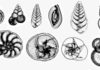 Evolution imposes ‘speed limit’ on recovery after mass extinctions foraminifera