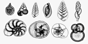 foraminifera