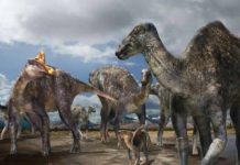 First-confirmed occurrence of a lambeosaurine dinosaur found on Alaska’s North Slope lambeosaurine (crested 'duck-billed' dinosaur)
