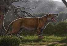 Fossils found in museum drawer in Kenya belong to gigantic carnivore Simbakubwa kutokaafrika