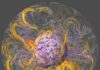 Geomagnetic jerks finally reproduced and explained Visualization of the interior of the Earth's core