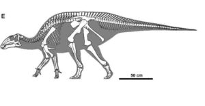 Gobihadros mongoliensis