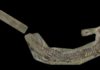Jurassic crocodile discovery sheds light on reptiles’ family tree Cricosaurus bambergensis