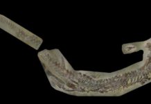 Jurassic crocodile discovery sheds light on reptiles’ family tree Cricosaurus bambergensis