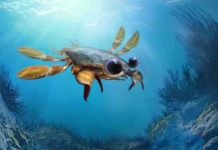 Meet Callichimaera perplexa, the platypus of crabs Callichimaera perplexa