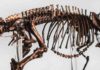 Perfectly preserved dinosaur skin found in Korea dinosaur skeleton