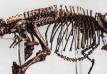 Perfectly preserved dinosaur skin found in Korea dinosaur skeleton