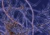 Study Looks to Iron from Microbes for Climate Help Iron-oxidizing bacteria live in environments as extreme as the deep ocean and as common as roadside ditches. A recent paper in Frontiers proposes distributing the iron that these bacteria naturally produce to 'fertilize' phytoplankton and help remove excess carbon dioxide from the atmosphere. Credit: Bigelow Laboratory for Ocean Sciences