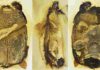 These beetles have successfully freeloaded for 100 million years beetle's morphology