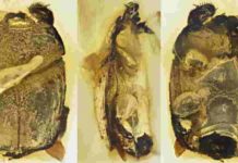 These beetles have successfully freeloaded for 100 million years beetle's morphology