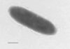 Unique oil-eating bacteria found in world’s deepest ocean trench, Mariana Trench Research that reveals what lies at the bottom of the deepest part of the ocean -- the Mariana Trench