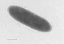 Unique oil-eating bacteria found in world’s deepest ocean trench, Mariana Trench Research that reveals what lies at the bottom of the deepest part of the ocean -- the Mariana Trench