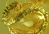 99-million-year-old millipede discovered in Burmese amber The newly described millipede (Burmanopetalum inexpectatum) seen in amber.