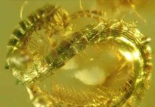 The newly described millipede (Burmanopetalum inexpectatum) seen in amber.