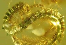 99-million-year-old millipede discovered in Burmese amber The newly described millipede (Burmanopetalum inexpectatum) seen in amber.