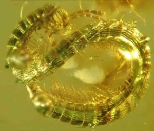 The newly described millipede (Burmanopetalum inexpectatum) seen in amber.