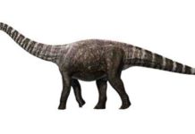A high-heeled dinosaur? An artist’s impression of Rhoetosaurus brownei, (c) Queensland Museum 2014. Credit: Konstantinov, Atuchin & Hocknull.