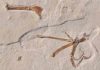 Archaeopteryx gets company The illustration shows the wing of Alcmonavis poeschli as it was found in the limestone slab. Alcmonavis poeschli is the second known specimen of a volant bird from the Jurassic period.