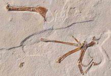 The illustration shows the wing of Alcmonavis poeschli as it was found in the limestone slab. Alcmonavis poeschli is the second known specimen of a volant bird from the Jurassic period.