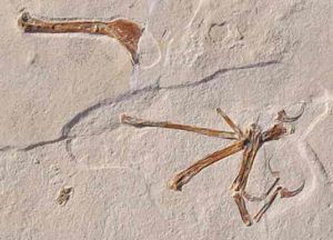 The illustration shows the wing of Alcmonavis poeschli as it was found in the limestone slab. Alcmonavis poeschli is the second known specimen of a volant bird from the Jurassic period. 