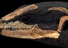 Australian blue tongue lizard ancestor was round-in-the-tooth Australian blue tongue lizard ancestor
